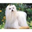 Maltese dog calendar
