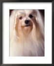 Maltese dog pictures