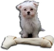 Toy Maltese puppies