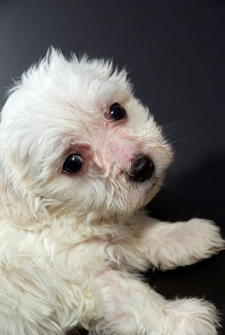 Rescue Puppies on Adopt A Maltese Puppy From A Maltese Dog Rescue