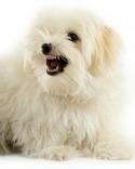 Aggressive Maltese