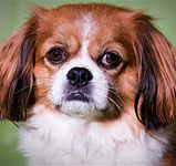 Cavalier King Charles Spaniel mix