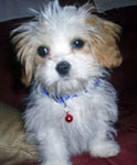 Cavalier Maltese mix