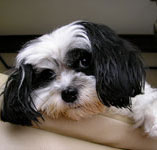 cavalier king charles spaniel maltese mix