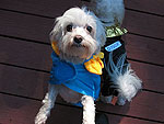 Maltese in a costume for small dogs