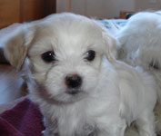 Coton de Tulear mixes