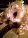 Coton Maltese mix