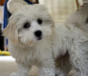 coton de tulear maltese mix