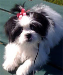 Japanese Chin Maltese mix