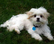 Japanese Chin mix