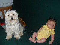 Maltese dog with baby