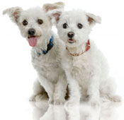 Pair of Maltese Dogs