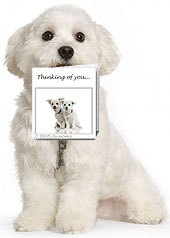 Maltese Dog holding a Greeting Card