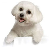 Smiling Maltese Dog