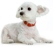 Suprised Maltese Dog