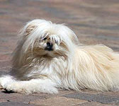 Maltese Pomeranian Maltese Pomeranian
