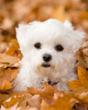 Maltese Puppies Pictures