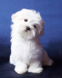 Maltese Puppy Pictures