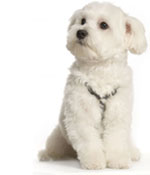 Maltese Puppy Dog