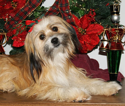 Shih+tzu+maltese+mix+puppy