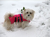 Two Maltese Dogs