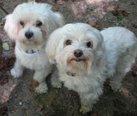 Maltese dogs