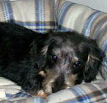 mauxie puppy is a mauxie the right maltese mix for you mauxie puppy is a mauxie the right maltese mix for you