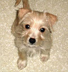 Miniature Pinscher mix
