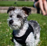 maltese and schnauzer mix