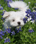Pictures of Maltese Puppies
