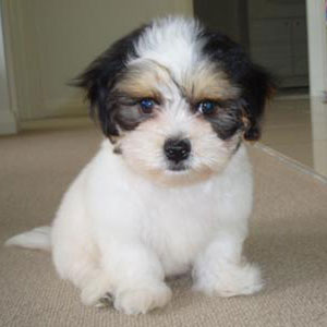 Shih+tzu+mix