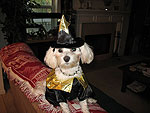 Maltipoo in a small dog halloween costume
