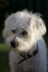 Westie Mix