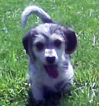 Beagle Mix Puppy