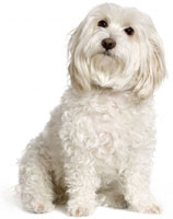 Thinking Maltese Dog