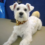 Maltese Schnauzer mix