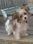 Papitese puppies