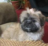 Pekingese Mix