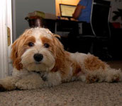 maltese and cocker spaniel mix