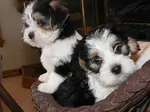Learn all about Maltese Beagle mix dogs or the Malteagle. Find out what real Malteagle dog owners have to say and view adorable Maltese Beagle pictures.