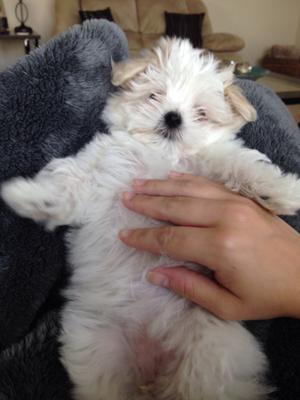 Ellie Mae loves getting her belly rubbed!