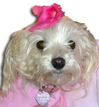 Maltese dog in pink