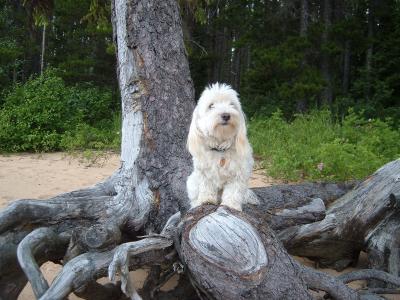 Nemo on another camping trip!