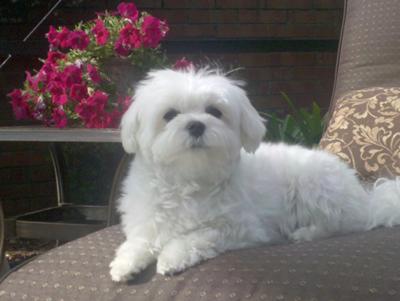 Pebbles at the poolside