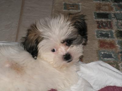 ava-shitzu-maltese-21342431.jpg