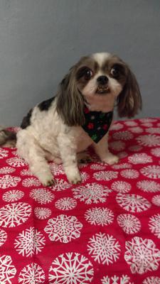 I just turned 11 and I love my fur-ever home