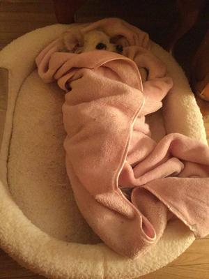 my dog sleeping in her bed