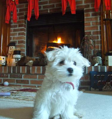 half bichon half maltese