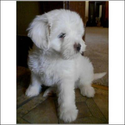 Maltese Puppies on Bichon Maltese Puppies Stormi