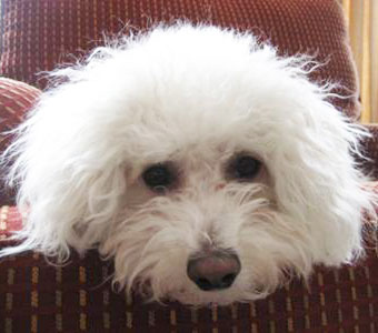 bichon frise x labrador